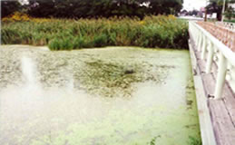 藻類が異常繁殖し腐敗した池水を調査の結果、原因は栄養分類が偏っていたことが判明。