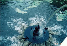 水質の改善により本来のバランスを取り戻し、藻類の異常繁殖が抑制された。（開始後、半月後）