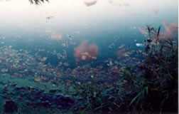 現在では、水質は維持され市民の憩いの池になっている。